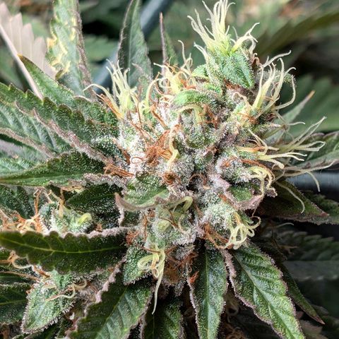 Lemon Trip  growlog photo: Will be done soon if not already.