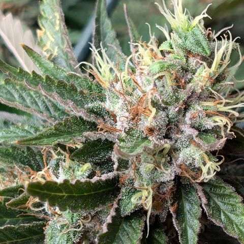 Lemon Trip  growlog photo: Will be done soon if not already.