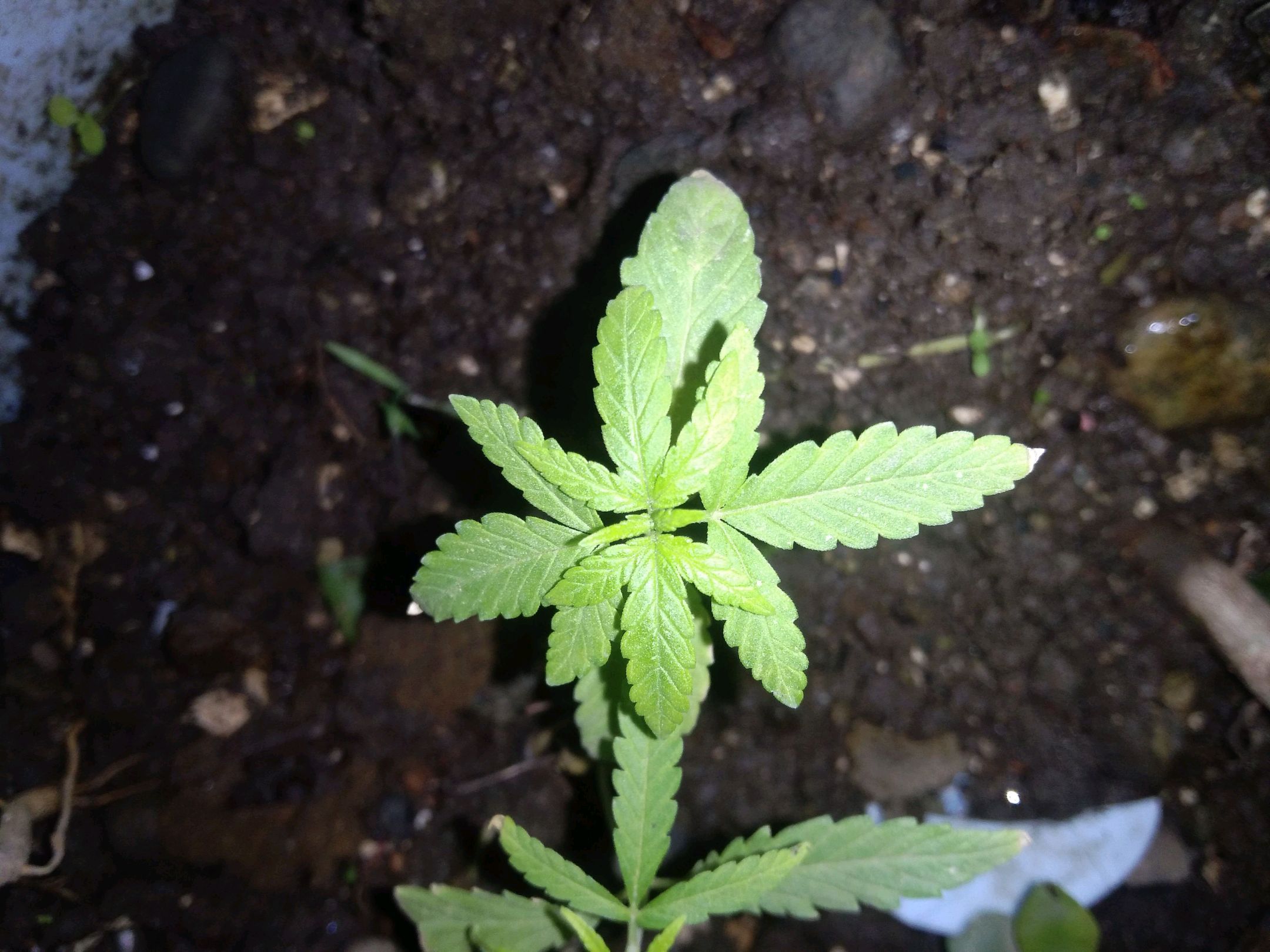 Unknown strain growlog header
