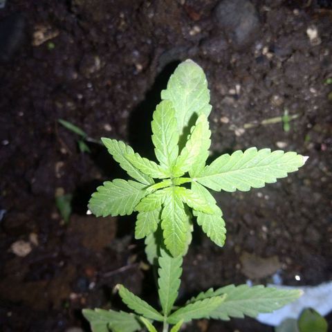 Unknown strain growlog in Outdoor