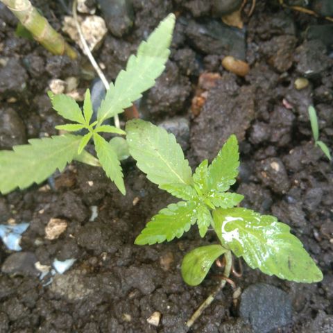 Unknown strain growlog photo