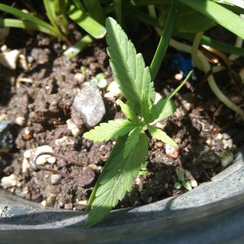 Unknown strain growlog photo