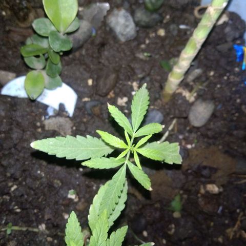 Unknown strain growlog photo