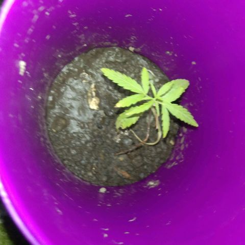 Unknown strain growlog photo: New