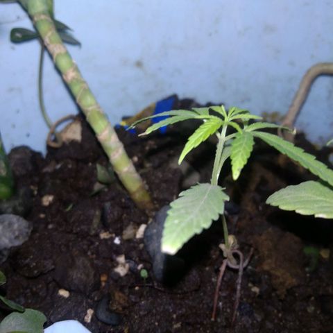 Unknown strain growlog photo: New