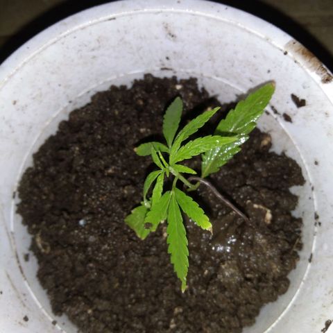 Unknown strain growlog photo: New