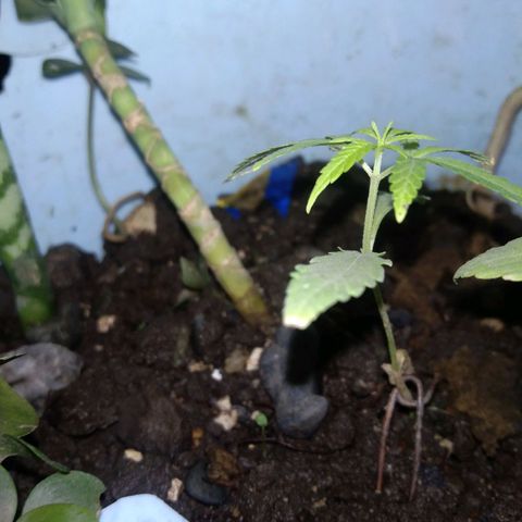 Unknown strain growlog photo: New
