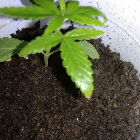 Unknown strain growlog photo: New