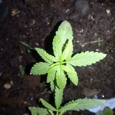 Unknown strain growlog photo: New