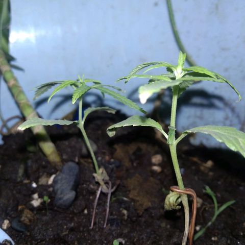 Unknown strain growlog photo: New