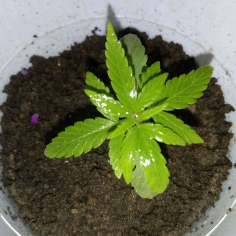 Unknown strain growlog photo: New