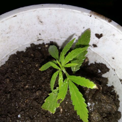 Unknown strain growlog photo: New