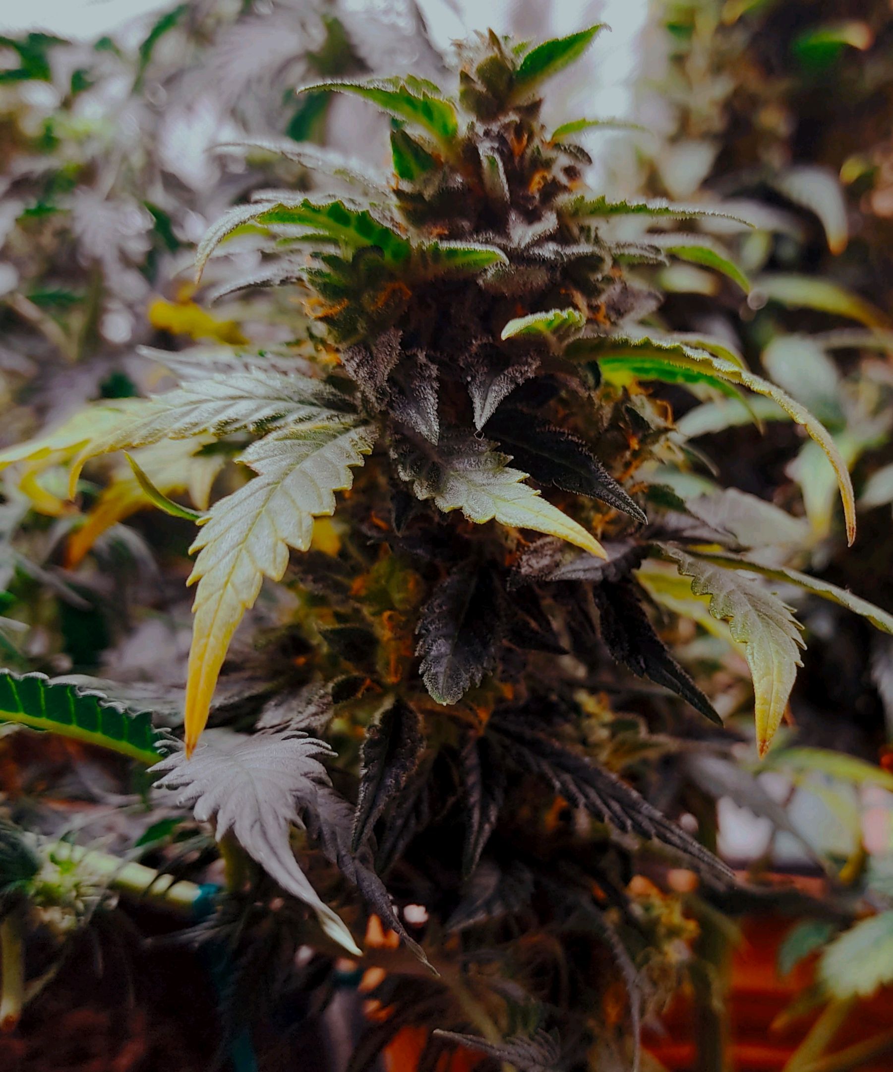 Short Rider Auto. growlog header