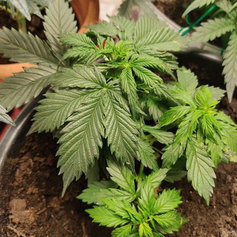 OG Kush Auto.  growlog photo