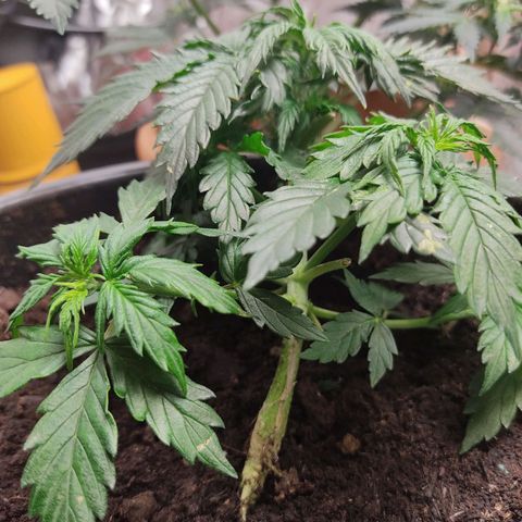 OG Kush Auto.  growlog photo