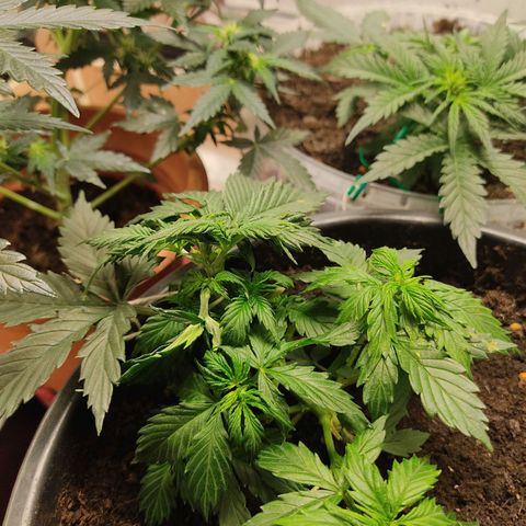 OG Kush Auto.  growlog photo