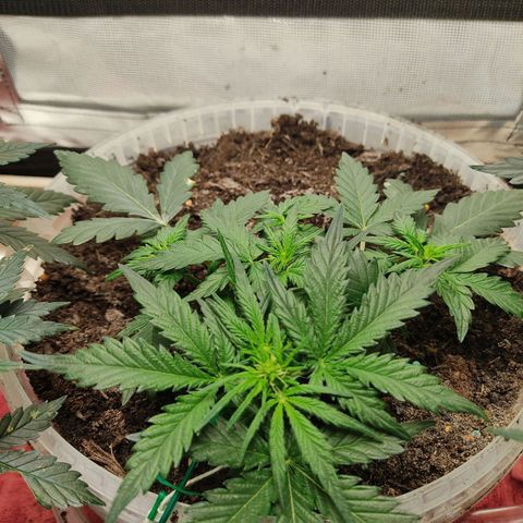 AK48 Auto growlog timeline photo