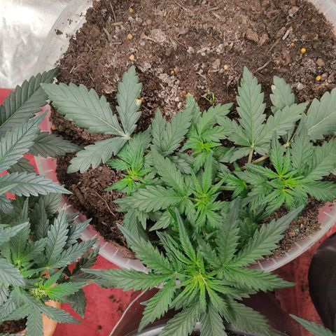 AK48 Auto growlog timeline photo