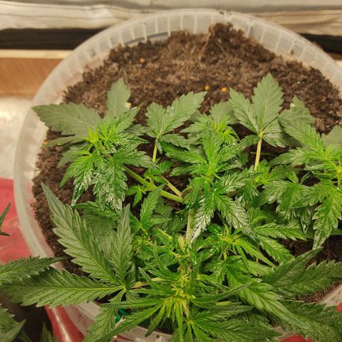 AK48 Auto growlog timeline photo