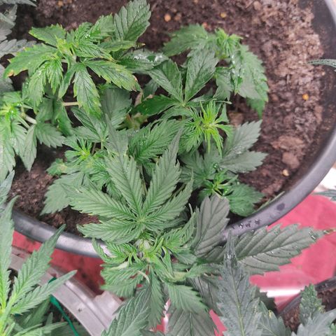 OG Kush Auto.  growlog photo