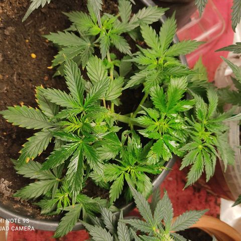 OG Kush Auto.  growlog photo
