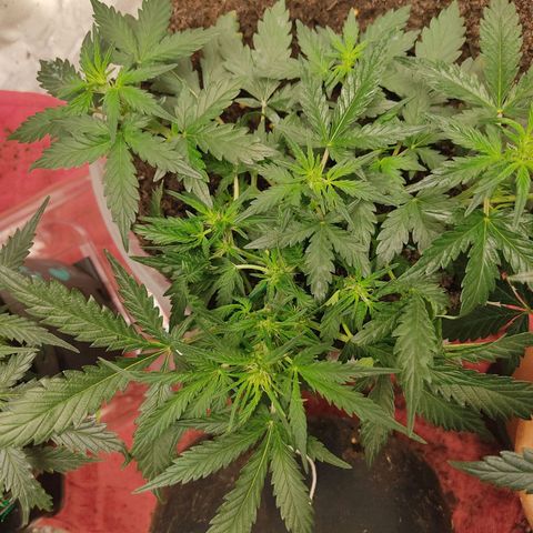 AK48 Auto growlog timeline photo