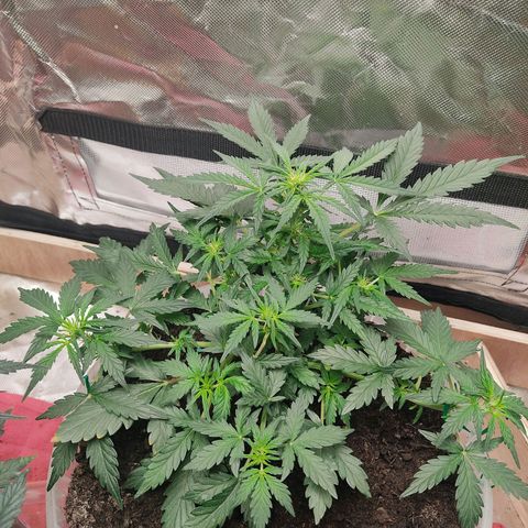 AK48 Auto growlog timeline photo