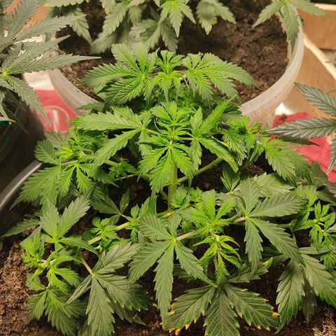 OG Kush Auto.  growlog timeline photo