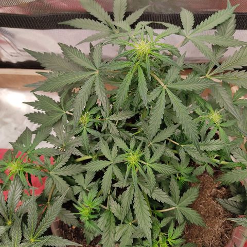 AK48 Auto growlog timeline photo