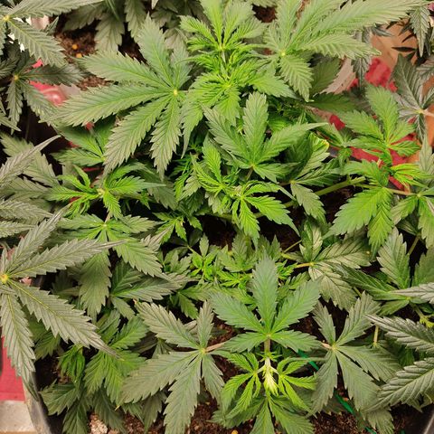 OG Kush Auto.  growlog timeline photo