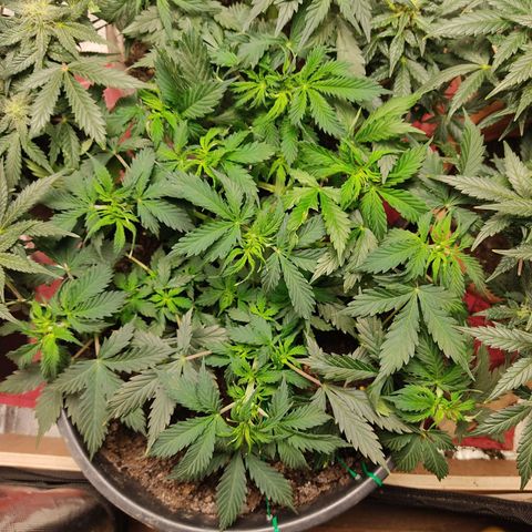 OG Kush Auto.  growlog timeline photo