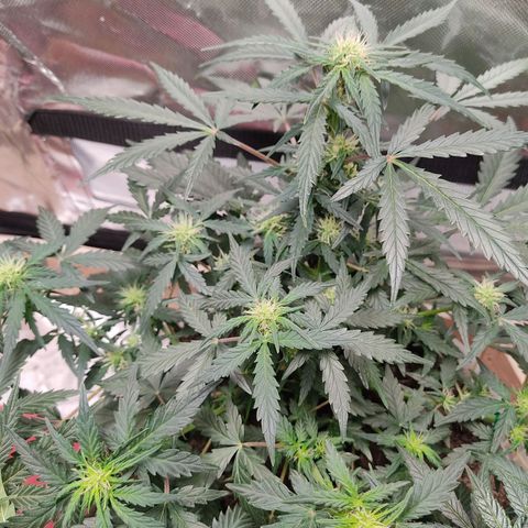 AK48 Auto growlog timeline photo