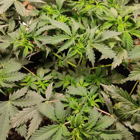 OG Kush Auto.  growlog photo: Still not flowering??? After nearly 6 weeks? 
