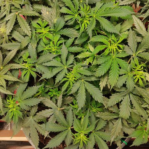 OG Kush Auto.  growlog timeline photo