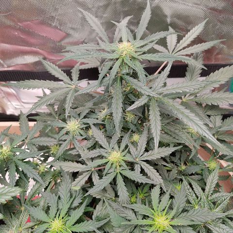 AK48 Auto growlog timeline photo