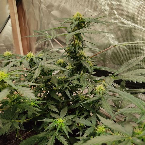 AK48 Auto growlog timeline photo
