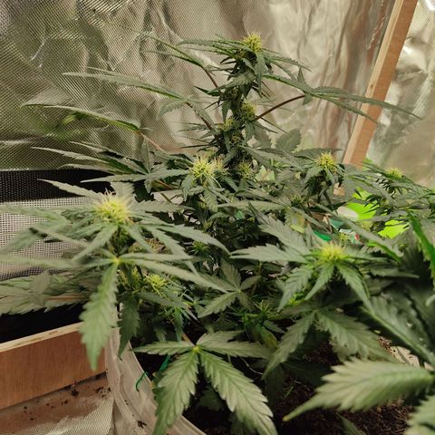 AK48 Auto growlog timeline photo