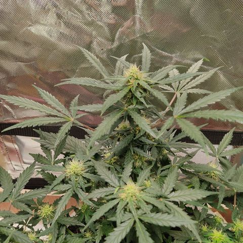 AK48 Auto growlog timeline photo