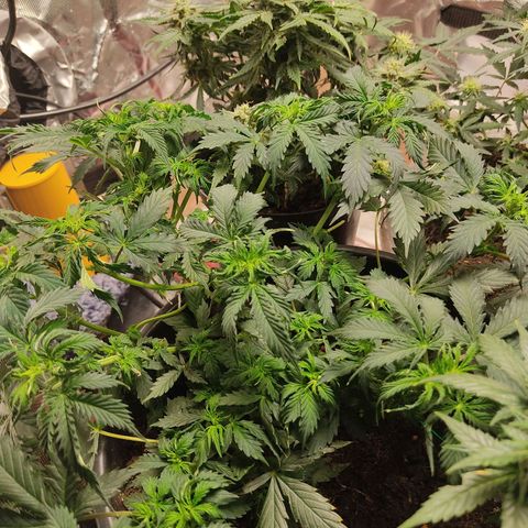 OG Kush Auto.  growlog timeline photo