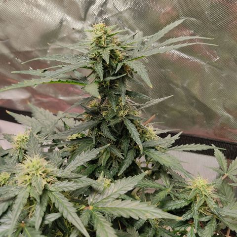 AK48 Auto growlog timeline photo