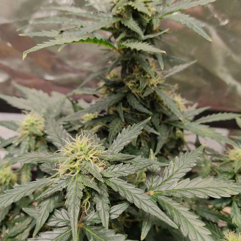 AK48 Auto growlog timeline photo