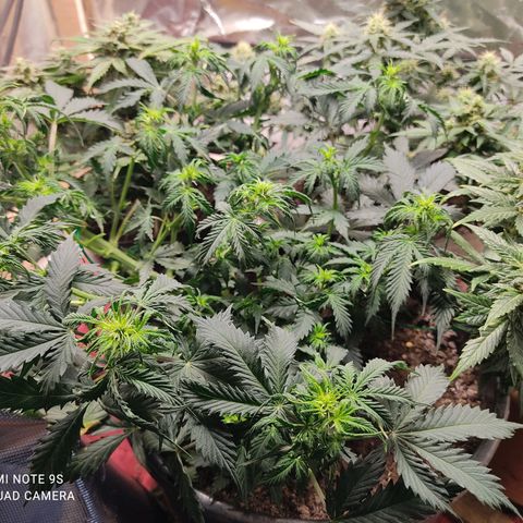 OG Kush Auto.  growlog timeline photo