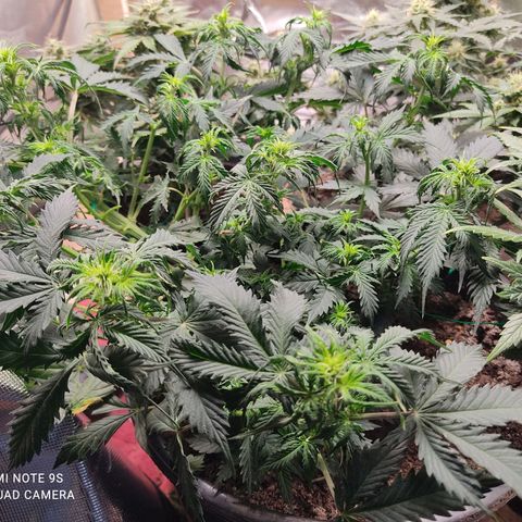 OG Kush Auto.  growlog timeline photo