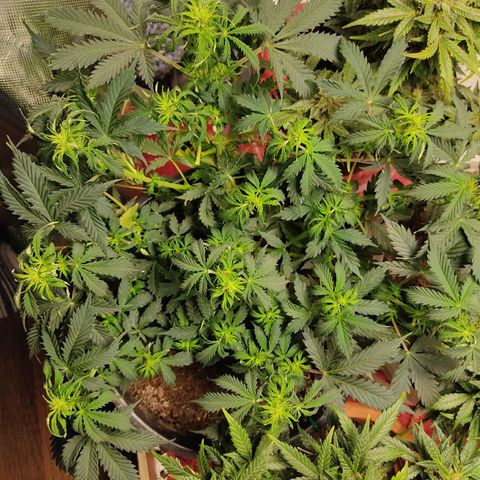 OG Kush Auto.  growlog timeline photo