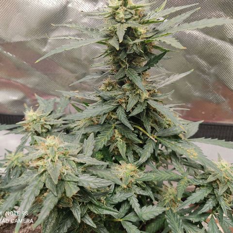 AK48 Auto growlog timeline photo