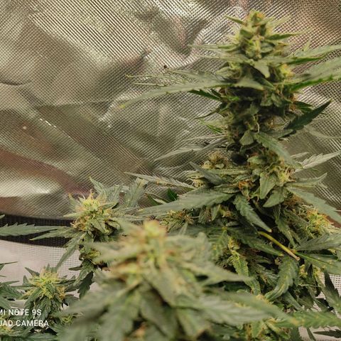 AK48 Auto growlog timeline photo
