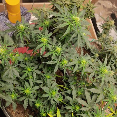 OG Kush Auto.  growlog timeline photo