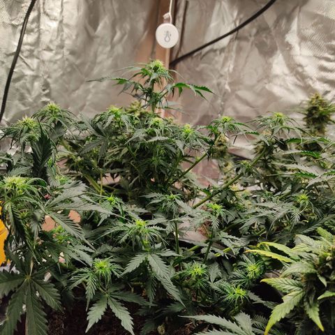 OG Kush Auto.  growlog timeline photo