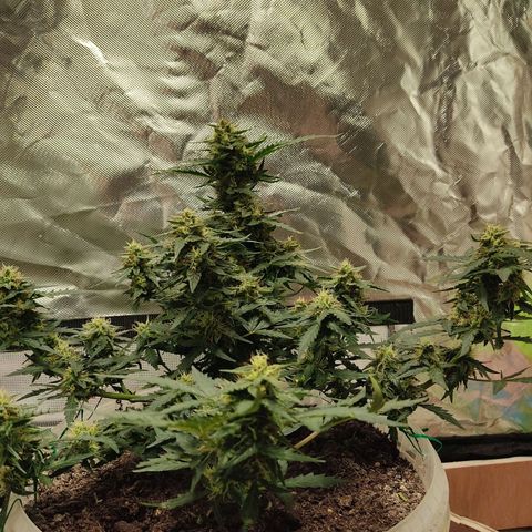 AK48 Auto growlog timeline photo