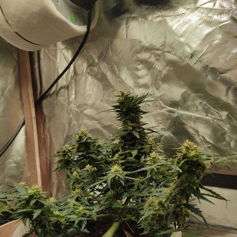 AK48 Auto growlog timeline photo